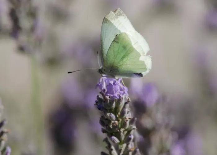 Lejlighed Mon Perin Castrum - Valentina *