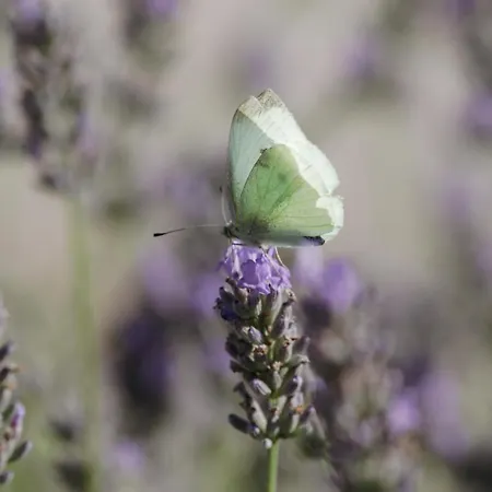 Apartmán Mon Perin Castrum - Valentina *