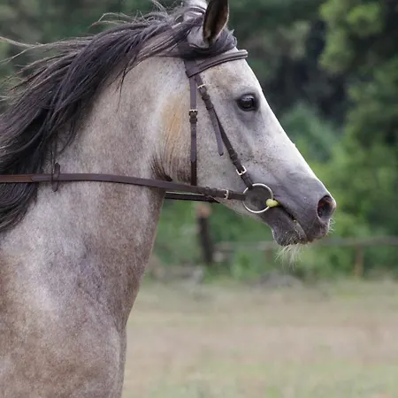Mon Perin Castrum - Valentina *